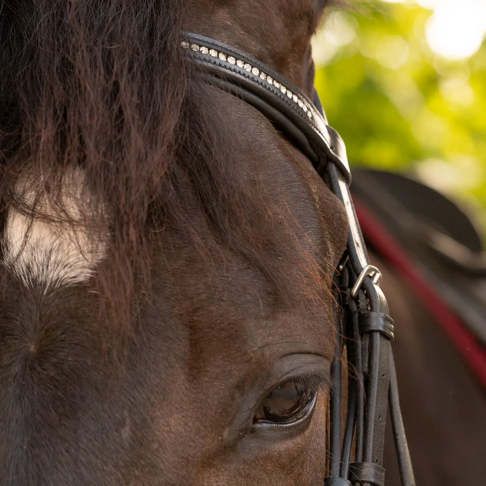 Equinavia Saga Dressage Crank Noseband Bridle & Reins - Black E10005